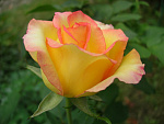 Роза Амбианс (Розы Сибири) чайно - гибридная
